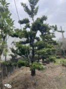 【盛宏園藝】庭園羅漢松︱成型羅漢松F801︱頭徑25公分︱高度400公分以上 (請自取)
