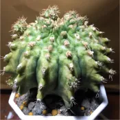 🌵高橋玉🌵實根綜合品緋牡丹｜仙人掌 多肉植物 裸萼球屬 療癒植物 色彩多變 變異 赤黑 大型翠晃冠錦