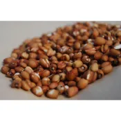 紅糯薏仁 紅薏苡 五穀雜糧 1斤 165元 另有賣 毛綠豆.薏仁