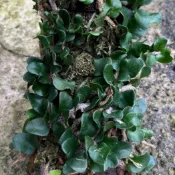 [懶生活]鈕扣兔腳蕨 觀葉植物 蕨類植物 上板植物 造景 生態缸 Microgramma vaccinifolia 3吋