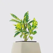 │ 方盆系列 │ 灑金變葉木 - 水耕盆栽 陶瓷盆器 室內植物