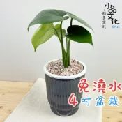 (店+)龜背竹【現貨】4吋透明條紋免澆水盆栽 室內植物 室內盆栽 懶人盆栽 水培植物 水培盆栽 室內盆栽 觀葉植物