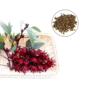 (店+)【蔬菜之家】大包裝G60-1.洛神花種子35克約830顆洛神 洛神花 園藝 種植 花茶 蜜餞 適應性強
