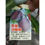 李家果苗 黑炭甜楊梅 黑碳楊梅 靠接苗 5吋盆 高度60-70公分 特價500元