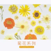 CIRQU-菊花系列 波斯菊 壓花 押花 乾燥花 壓花材料 DIY植物押花 6朵 押花材料