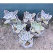 【確幸拾光】多肉植物 石蓮花 可食用 朧月 育苗 一吋盆 裸根