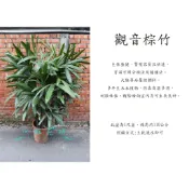 心栽花坊-觀音棕竹/1尺盆/綠化植物/室內植物/觀葉植物/特價700