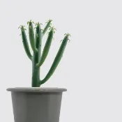 │ 窯瓷系列 │ 綠珊瑚 - 多肉植物 瓷器 水耕植物 懶人盆栽