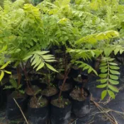 過山香苗蝦取宅配 高約60公分滿3棵出貨可合併其它植物
