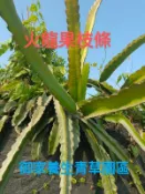 嫁接用火龍果枝條(砧木)