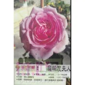 花花世界_玫瑰苗--龐帕度夫人,Rose Pompadour-龐帕杜夫人-強香/3.5吋盆/高10~30公分/MA