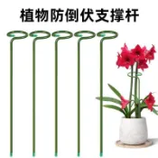 植物支架 金錢樹植物花支架 支撐杆 花架 朱頂紅支撐杆花支撐架綠植物龜背竹花卉金錢樹防倒伏插花固定神器lhx9z