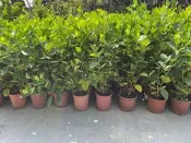 ╭＊田尾玫瑰園＊╯香花植物-(黃梔子)高60-70cm200元
