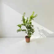 植物空間 砂糖橘/黃金砂糖橘8寸 果樹 果苗 新興水果 水果苗