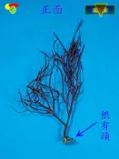寶物石坊】新刊登~天然海樹~海鐵樹~編號1083~沒加工處理~寄居蟹攀爬~魚缸造景~室內擺設~裝飾道具~diy材料＃貝殼
