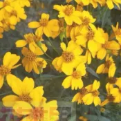 (店+)花森好市_香草植物**芳香萬壽菊**-香葉萬壽菊(甜甜淡香 花葉可驅蟲)