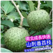 ✅山刺番荔枝✅標準苗-超取版 刺果番荔枝 羅李亮果 紅毛榴槤 果苗 樹苗 矮化果樹 矮生盆栽 矮化盆栽 水果盆栽