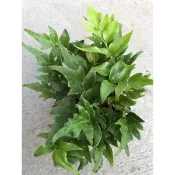 冬青 蕨｜3吋盆～空氣淨化蕨類植物⋯
