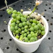 2寸綠之鈴 微笑多肉植物園藝 現貨 人氣推薦 新手必備