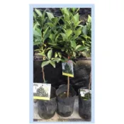扁實檸檬/台灣香檬/特價180元