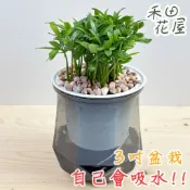 禾田花屋 | 羅漢松 | 3吋鑽石盆 | 室內植物 免頻繁澆水 懶人盆栽 觀葉植物 自動吸水盆栽 桌上盆栽