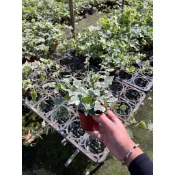 🍁香亭苑🍁 常春藤 3吋盆 觀葉植物 💲特價50元