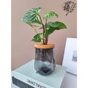 菱形水耕瓶 水耕盆栽 桌面裝飾 辦公室療癒小物 花器花盆 水培瓶 插花瓶 黃金葛常春藤