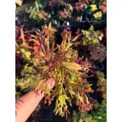 Mien米恩/稀有品種/彩葉草69(3吋)/雨林/觀葉/網紅/IG/室內/植栽/