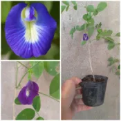 ［實藏園］單瓣蝶豆花/種子\盆苗