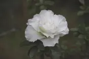 【優勢】日本皋月杜鵑苗~品種名(華牡丹)