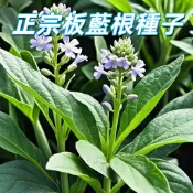 【正宗板藍根種子】高產量中藥材種子板藍根種子 大青葉種子 天然中藥 藥食用源 野菜板藍根 庭院田園盆栽種植