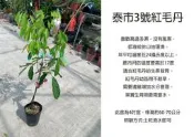 心栽花坊-泰市3號紅毛丹/4吋/嫁接苗/水果苗/售價2200特價1500