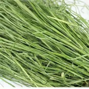 【青青草原寵物館】兔子龍貓日常乾草選這款萌寵牧草甜小麥草燕麥草苜蓿配提摩西一割二割百慕達天竺鼠豚鼠牛羊馬陸龜牧草首選