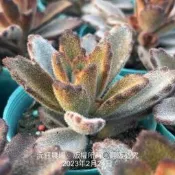 沅鈺農場   多肉植物   巧克力士兵兔