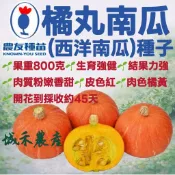 城禾農產🍃 農友橘丸南瓜種子 10粒 橘丸南瓜種子 農友南瓜種子 橘皮南瓜種子 橘南瓜種子 橘色南瓜種子 栗子南瓜種子