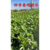 高山綠茶四季春純綠茶👉花香回甘尚青100%臺灣茶