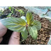 巧克力薄荷，香草類植物，阡插植物(水耕、土耕佳)，每株5公分以上剪頭不帶根出售