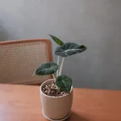 黑絲絨觀音蓮