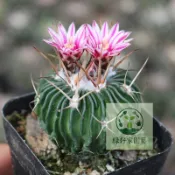 （快速出貨）多棱玉種子 實生仙人球開花 多肉植物 千波萬波仙人掌 室內陽台庭院盆栽