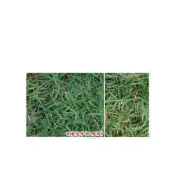 (店+)【蔬菜之家】00M06百慕達草種子已脫殼1公斤裝(高爾夫球場.運動場.庭園草坪 百慕達草種子 草皮種子)