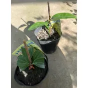 台灣原生種 土肉桂｜4吋苗植袋～多年生喬木