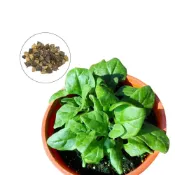 (店+)【蔬菜之家】A67-1.甜菠菜沙拉波菜種子3.5克約45顆(產地荷蘭 葉菜種子 蔬菜種子)
