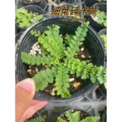 『525生態植物園』細葉碎米蕨（原生植物，蕨類，觀葉植物）