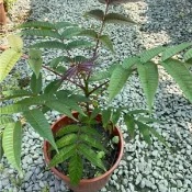香草植物～香椿樹/6吋盆/香椿，亞洲第一抗氧化蔬菜/水果樹苗/果苗/嫁接苗/盆栽/熱帶果苗樹/矮種果樹苗