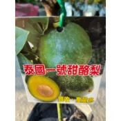 泰國一號甜酪梨🥑｜4吋/4.5吋苗植袋～靠接/嫁接果樹苖木⋯