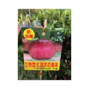 (店+)花森好市-水果苗-*巨無霸紅蘋果百香果(嫁接苗)*-時計果-時鐘果/3吋盆/高20-30cm/MA
