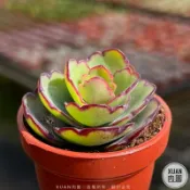 一吋迷你盆【翩蝶之舞🦋】多肉植物|多肉|景天科｜療癒小物| 組盆|綠手指必備|［Xuan肉園］