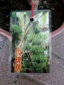╭＊田尾玫瑰園＊╯新品種水果苗-(玫瑰蕉)