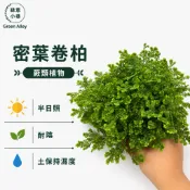 綠意小巷【密葉卷柏】蕨類植物。耐陰。三寸盆