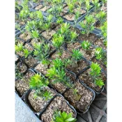 華燕園藝-小葉紅芽羅漢松